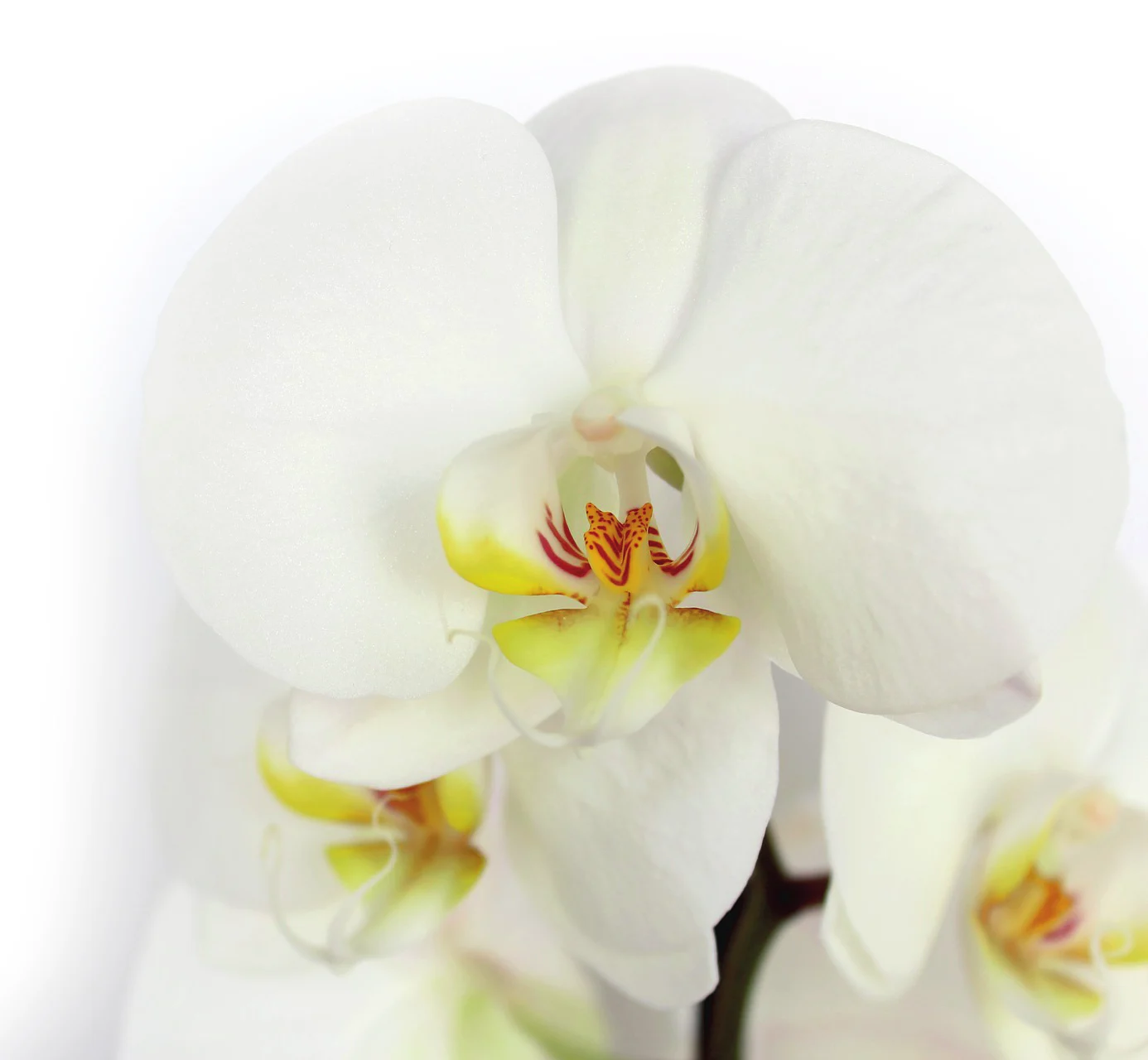 Weiße Orchidee