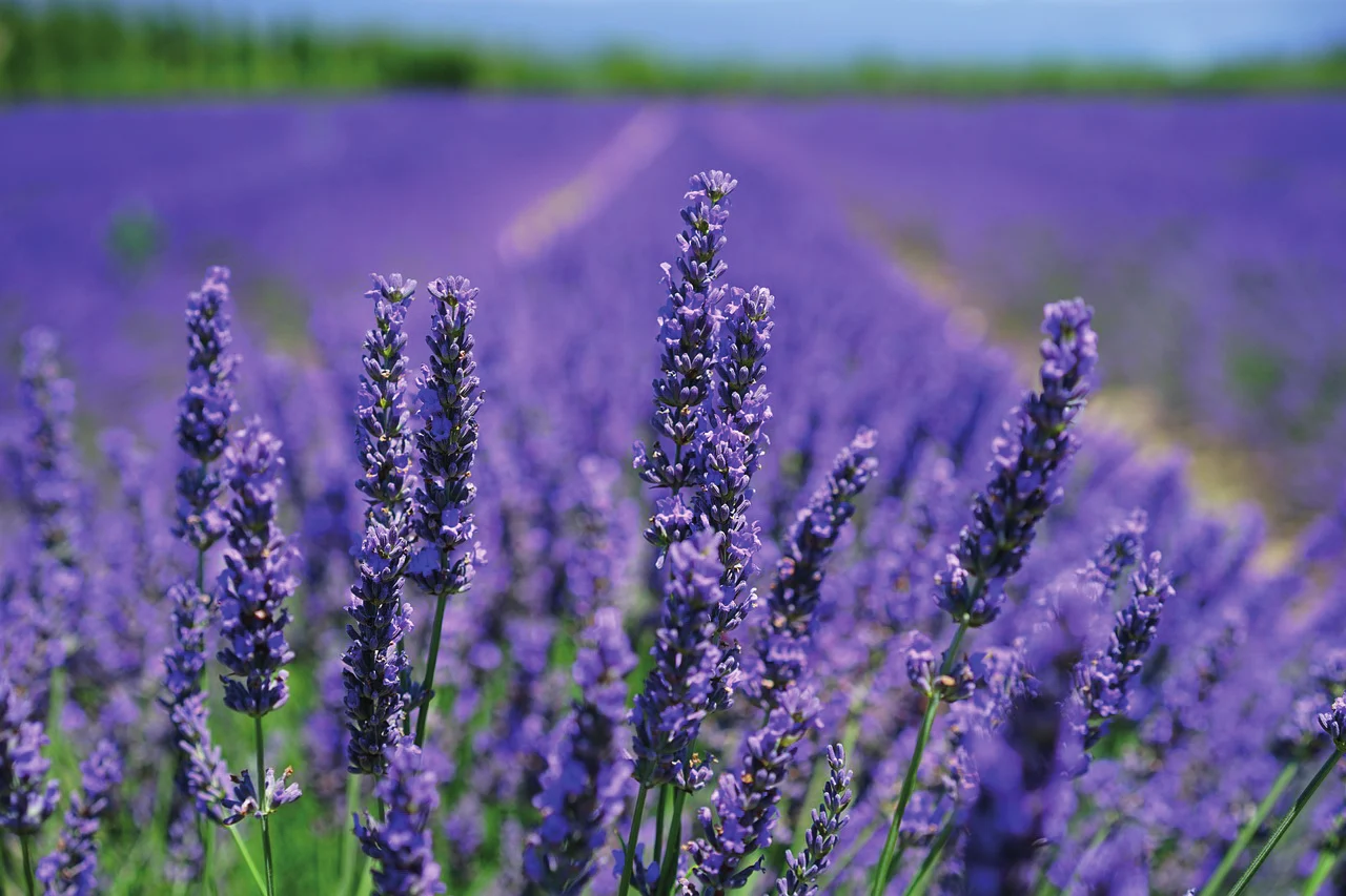 Lavendelfeld in der Provence